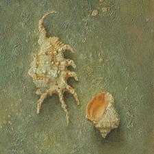 Серия "Морские ракушки". Холст, масло, 30х20. 2025 г.
